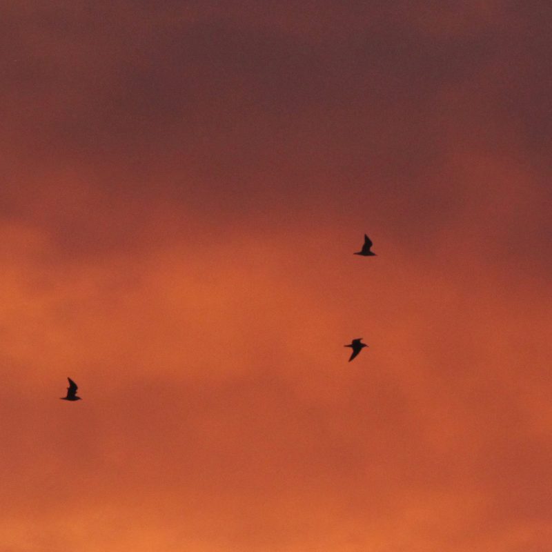 Barracks ACOUSTAY cover